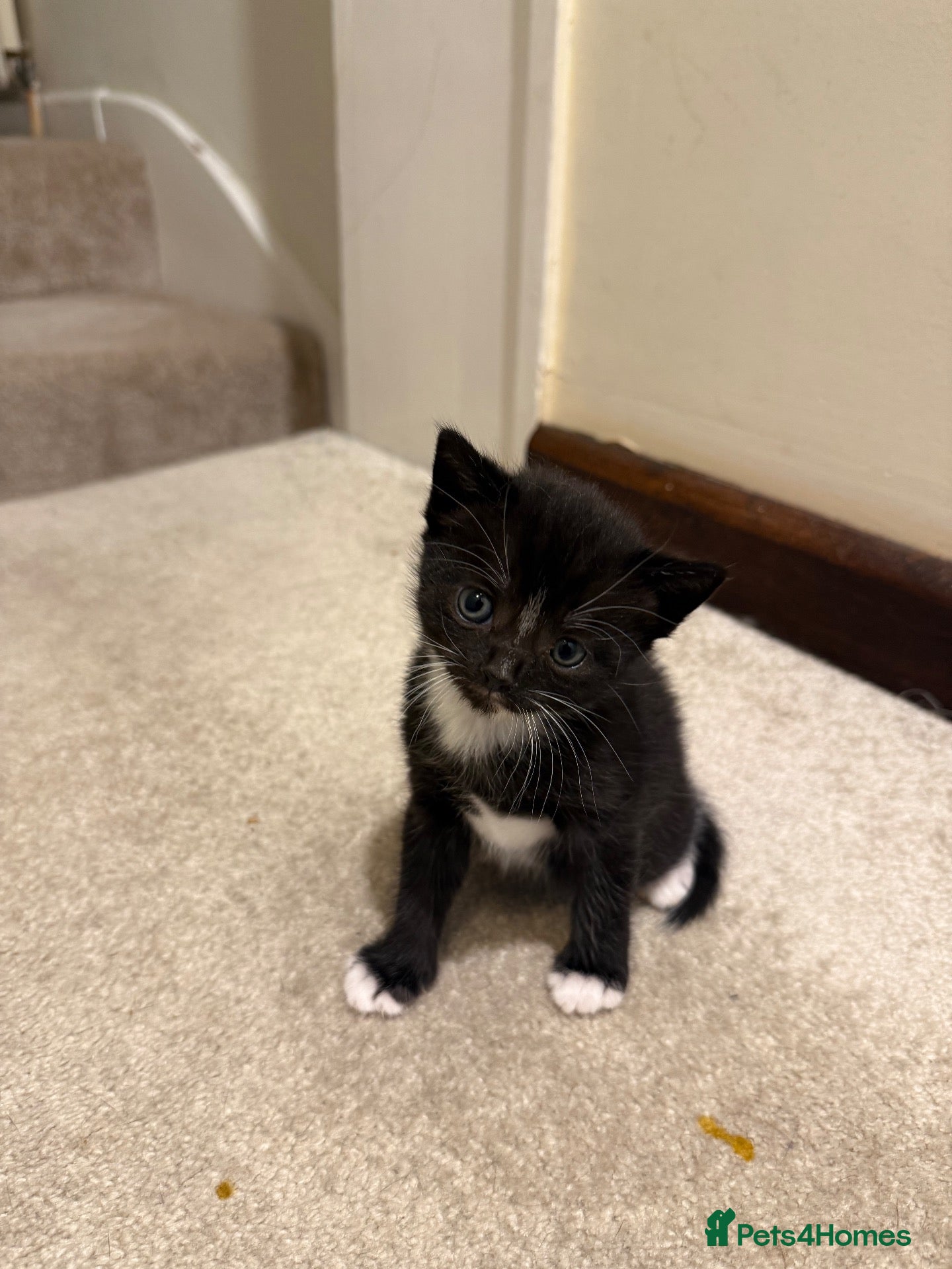 Mixed Breed cats Scottish short hair mix kittens - Advert 5