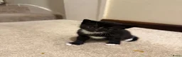 Mixed Breed cats for sale: Scottish short hair mix kittens - Advert 1