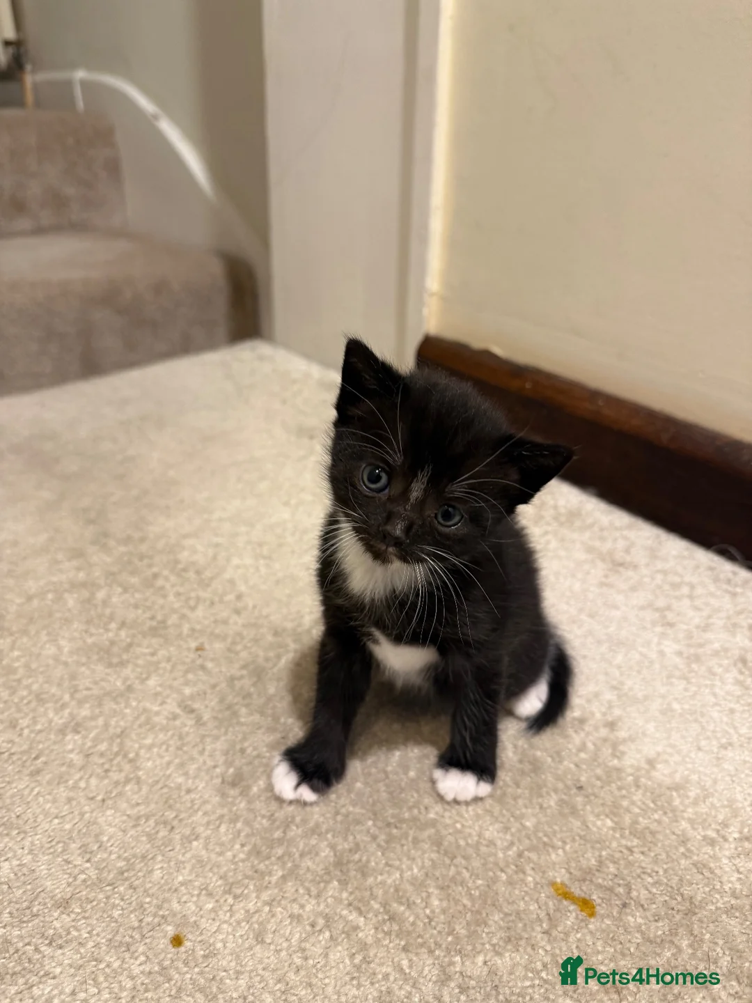 Mixed Breed cats for sale: Scottish short hair mix kittens - Advert 1