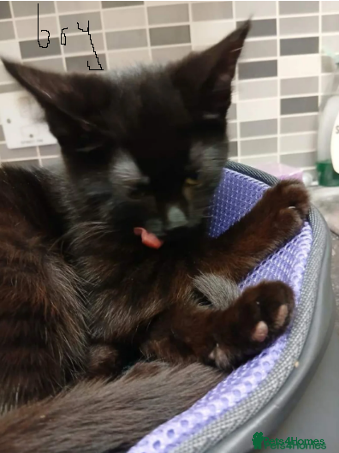 British Shorthair cats for sale:  Two black kittys - Advert 3