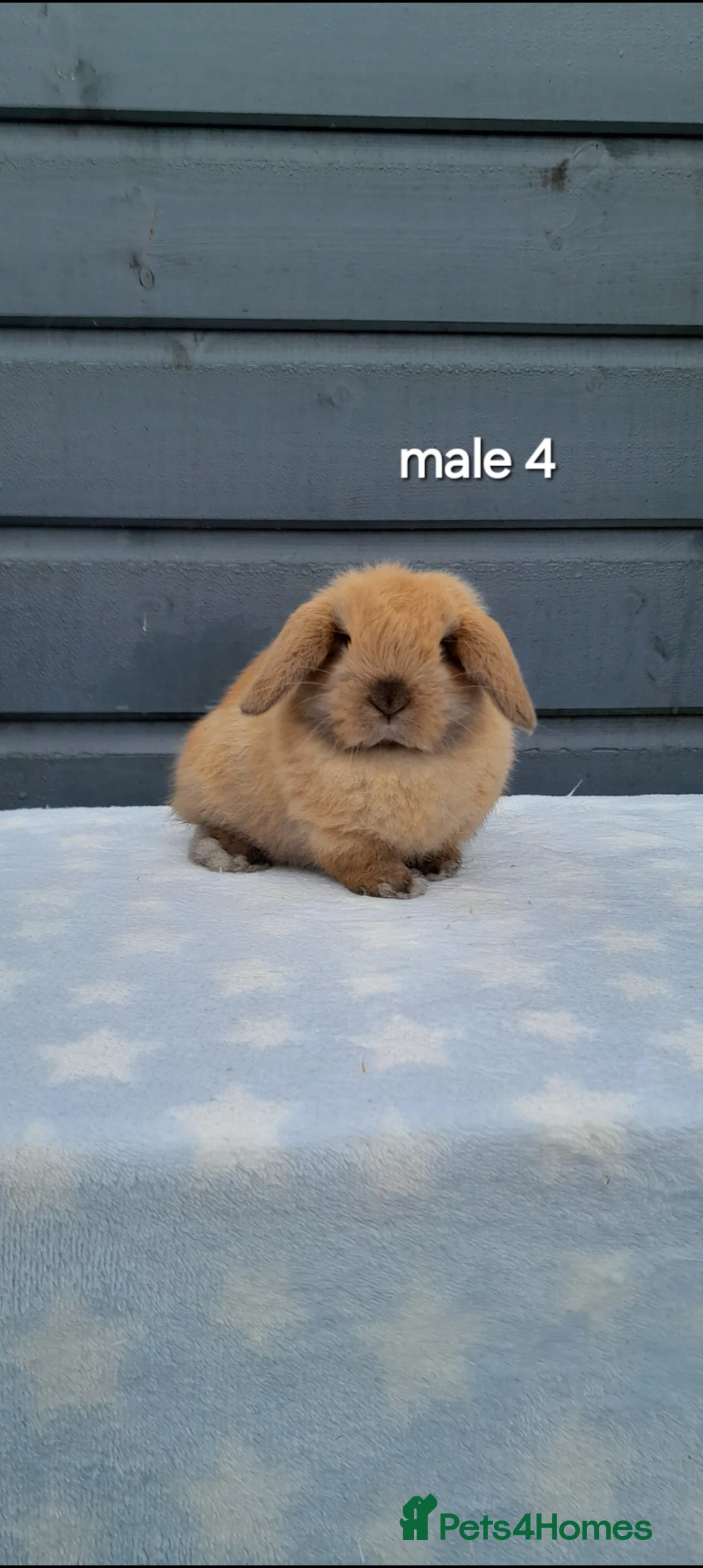 Mini Lop rabbits for sale: Purebred mini lop rabbits  - Advert 18