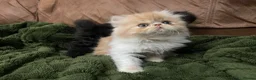 Persian cats for sale: Beautiful Pedigree Persians  - Advert 5