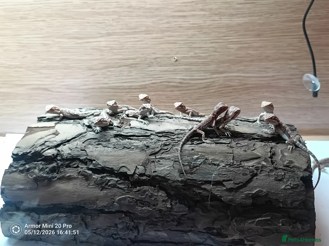 Bearded Dragon reptiles for sale: Bearded dragon  in Ashford - Advert 9