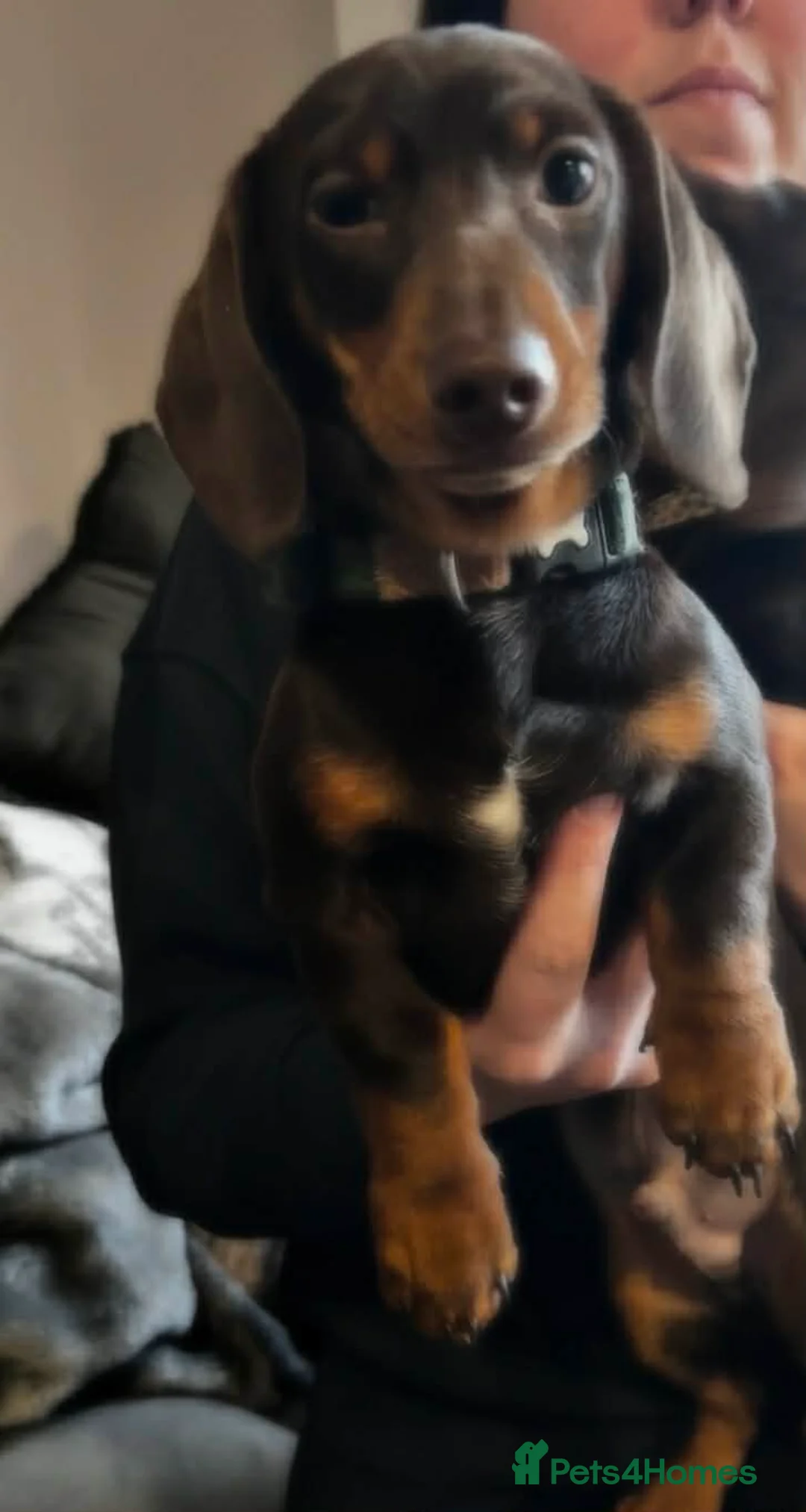 Miniature Dachshund dogs for sale: Two miniature dachshund  in Sudbury - Advert 3