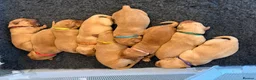 Labrador Retriever dogs for sale: Fox Red Labrador Puppies, Home Reared in Herts in Hitchin - Advert 1