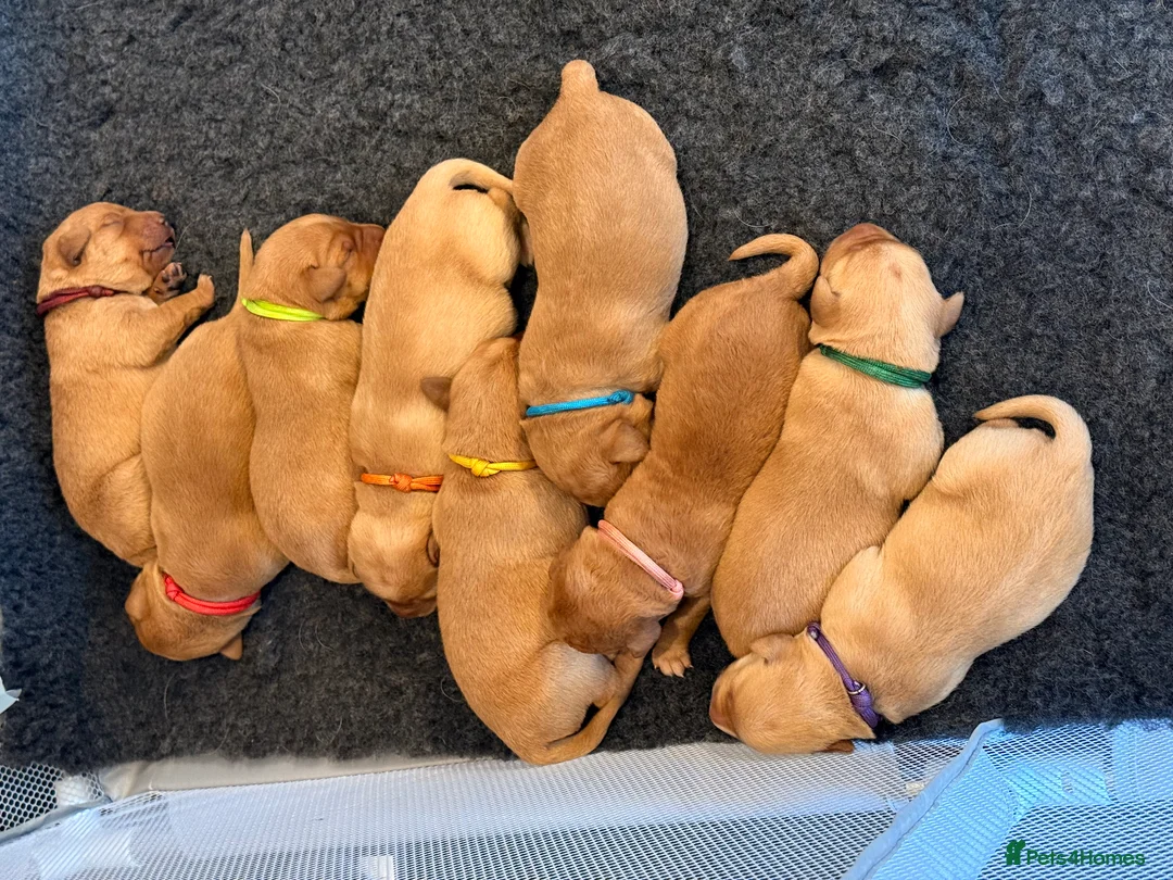 Labrador Retriever dogs for sale: Fox Red Labrador Puppies, Home Reared in Herts in Hitchin - Advert 1