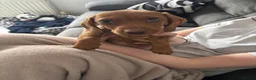 Dachshund dogs for sale: Dog for sale - Advert 9