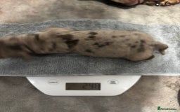 Miniature Dachshund dogs for sale: Miniature dachshund  - Image 11