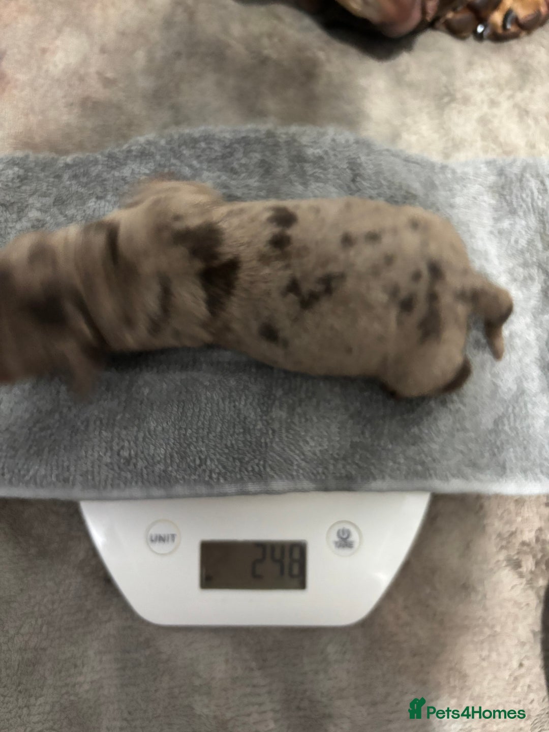 Miniature Dachshund dogs for sale: Miniature dachshund  - Image 11