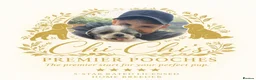 Toy Poodle dogs for sale: LAST BOY 3/4 Toy parti poodle puppy  - Advert 10