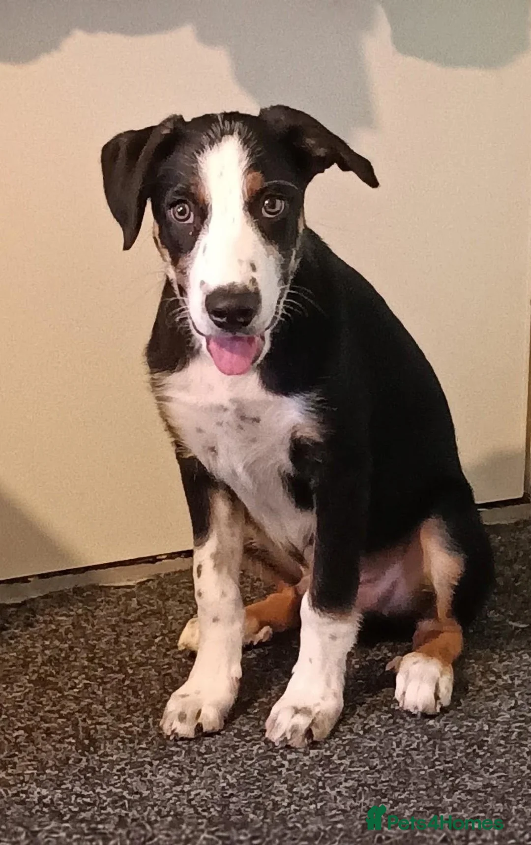 Border Collie dogs for sale: 20 WEEK BORDER COLLIE PUPPY BUDDY - Advert 2