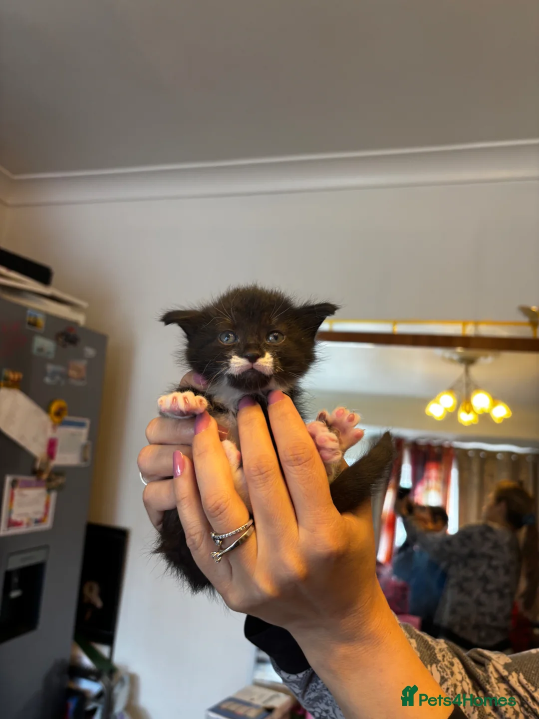 Mixed Breed cats for sale: Half Siamese kittens  - Advert 2