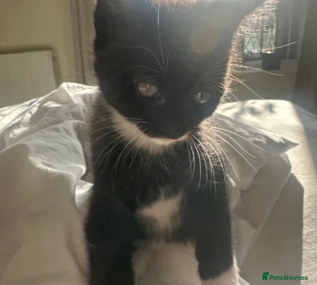 Mixed Breed cats for adoption: 8 week Kitten - Tuxedo Boy  - Advert 1