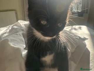 Mixed Breed cats 8 week Kitten - Tuxedo Boy - Advert 1