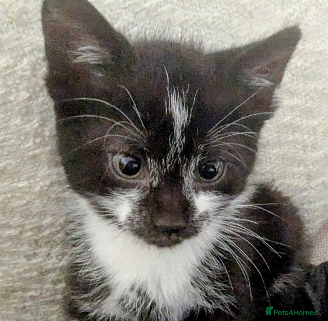 Mixed Breed cats for sale: Mixed Breed Kittens  - Image 2