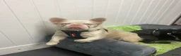 French Bulldog dogs for stud: 💓 Rocco, Pink Fluffy Boy For Stud 💓  - Advert 4