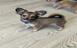 Chipoo dogs for sale: Chihuahua/poodle chipo girls - Image 4