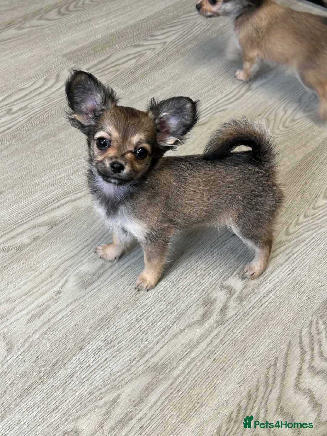 Chipoo dogs for sale: Chihuahua/poodle chipo girls - Image 4