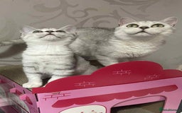 British Shorthair cats for sale: Silver spotted British Shorthair kittens  - Image 18