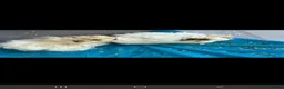 Guinea Pig rodents for sale: 2 x Lunkarya guinea pigs in Mansfield - Advert 2