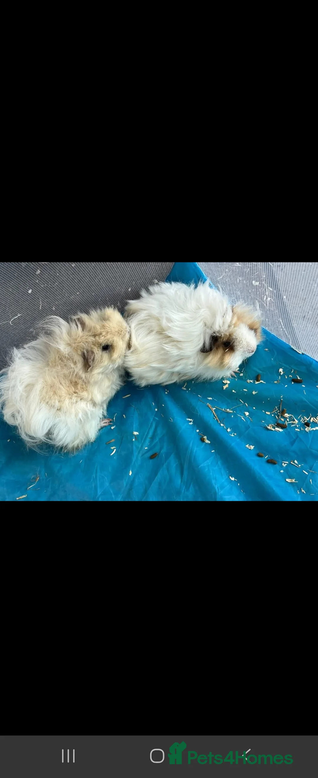 Guinea Pig rodents for sale: 2 x Lunkarya guinea pigs in Mansfield - Advert 2