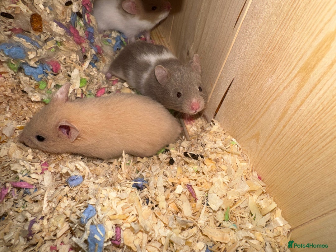 Hamster rodents for sale: Baby hamsters  - Advert 5