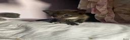 Domestic Shorthair cats for sale: 2 Male kittens - Advert 6