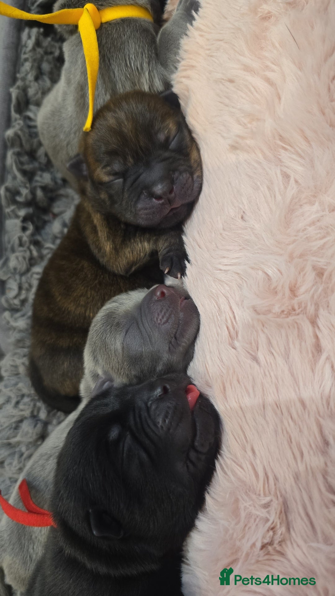 Mixed Breed dogs for sale: Chaffy puppies - Image 5