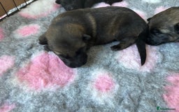 German Shepherd dogs for sale: KC Registered Working Line German Shepherd Puppies - Image 15