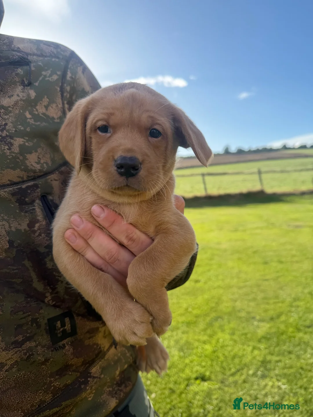 Labrador Retriever dogs for sale: Dark Yellow/ Red Labrador Dog  in Guisborough - Advert 6