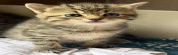 Mixed Breed cats for sale: Beautiful Siberian Mix Kittens  - Advert 16