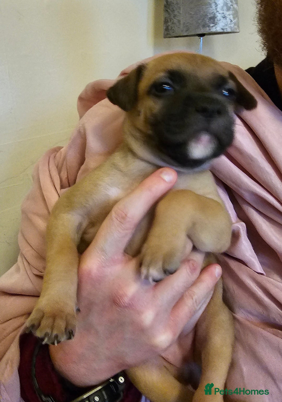 Bullmastiff dogs for sale: Bullmastiff puppies  - Image 5