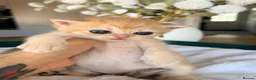 British Shorthair cats for sale: 3 stunning golden kitty’s  - Advert 11