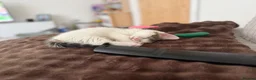 Mixed Breed cats for sale: Kitten in Hyde - Advert 4
