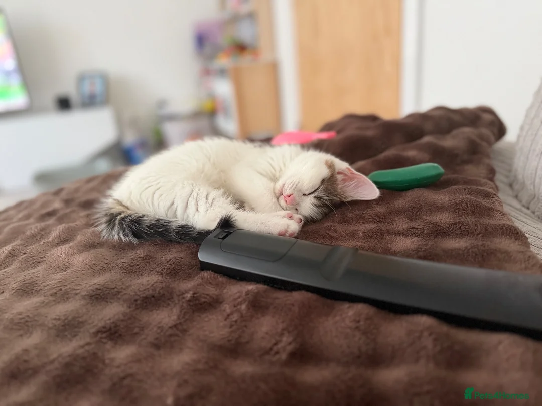 Mixed Breed cats for sale: Kitten in Hyde - Advert 4