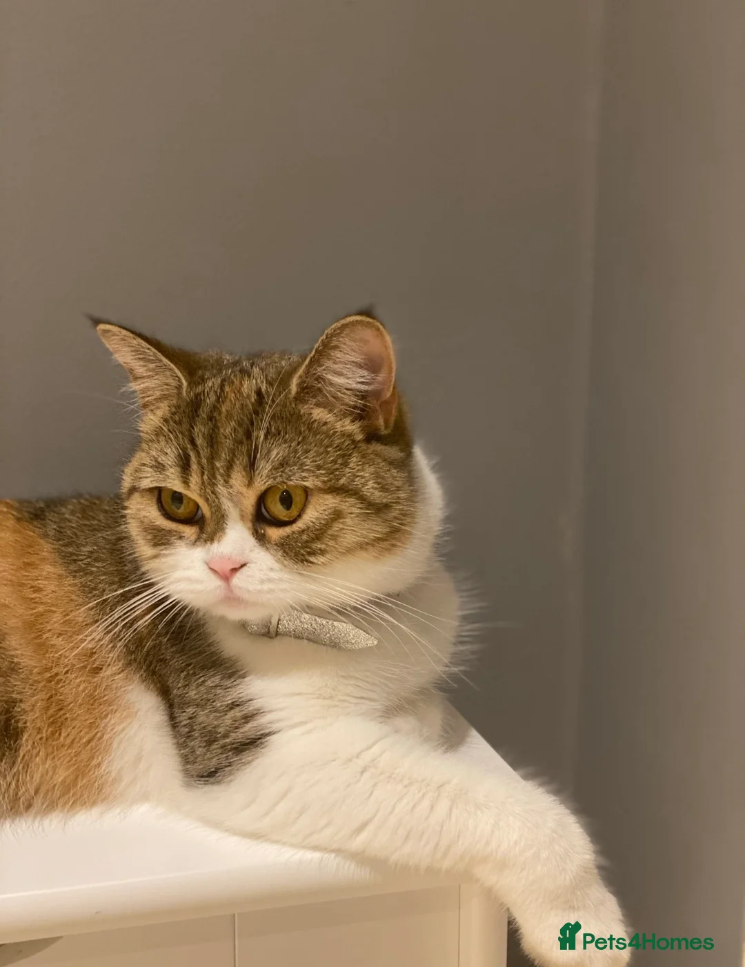 Scottish Fold cats for sale: Queen looking for forever home - Advert 2