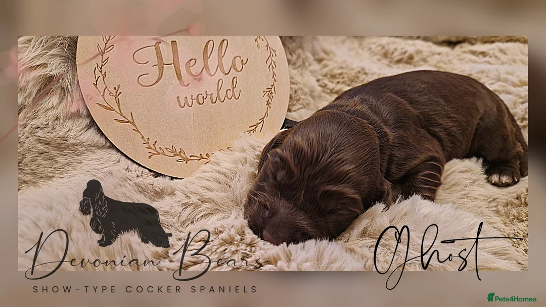 Cocker Spaniel dogs for sale: FULLY Health tested English Cocker Spaniel puppies - Advert 20