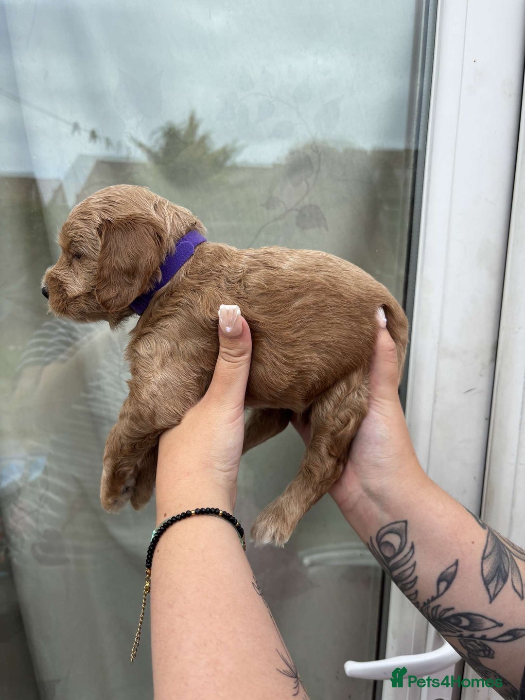 Mixed Breed dogs for sale: Bedlington terrier poodle mixed with a cockerpoo - Image 7