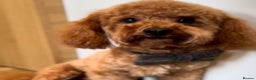 Toy Poodle dogs for stud: ONLY 3KG 9INCH Red DNA Tested Toy Poodle STUDS!! in Welshpool - Advert 3