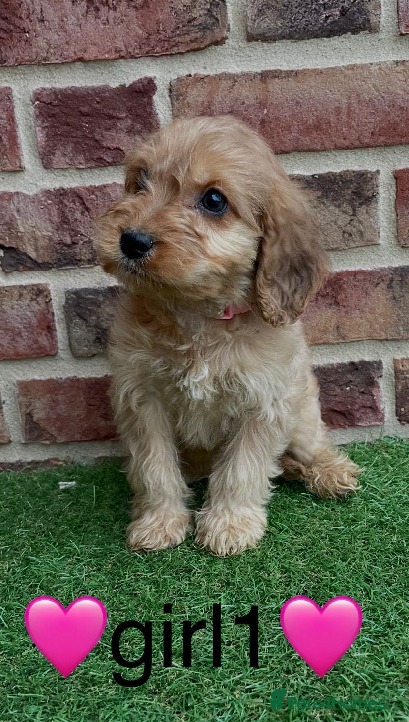 Cockapoo dogs ✨stunning cockapoo puppies✨ - Advert 1