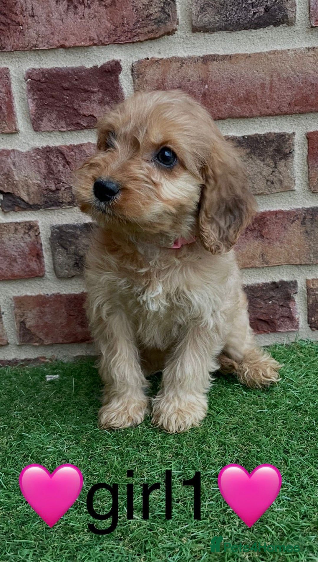 Cockapoo dogs for sale: ✨stunning cockapoo puppies✨ - Advert 1