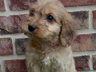 Cockapoo dogs ✨stunning cockapoo puppies✨ - Advert 1