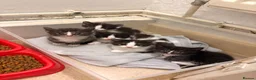 Perdoll cats for sale: 5 little baby’s  - Advert 5