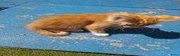 Mixed Breed cats for sale: 3 Ginger Kittens. 8 weeks old  - Advert 10