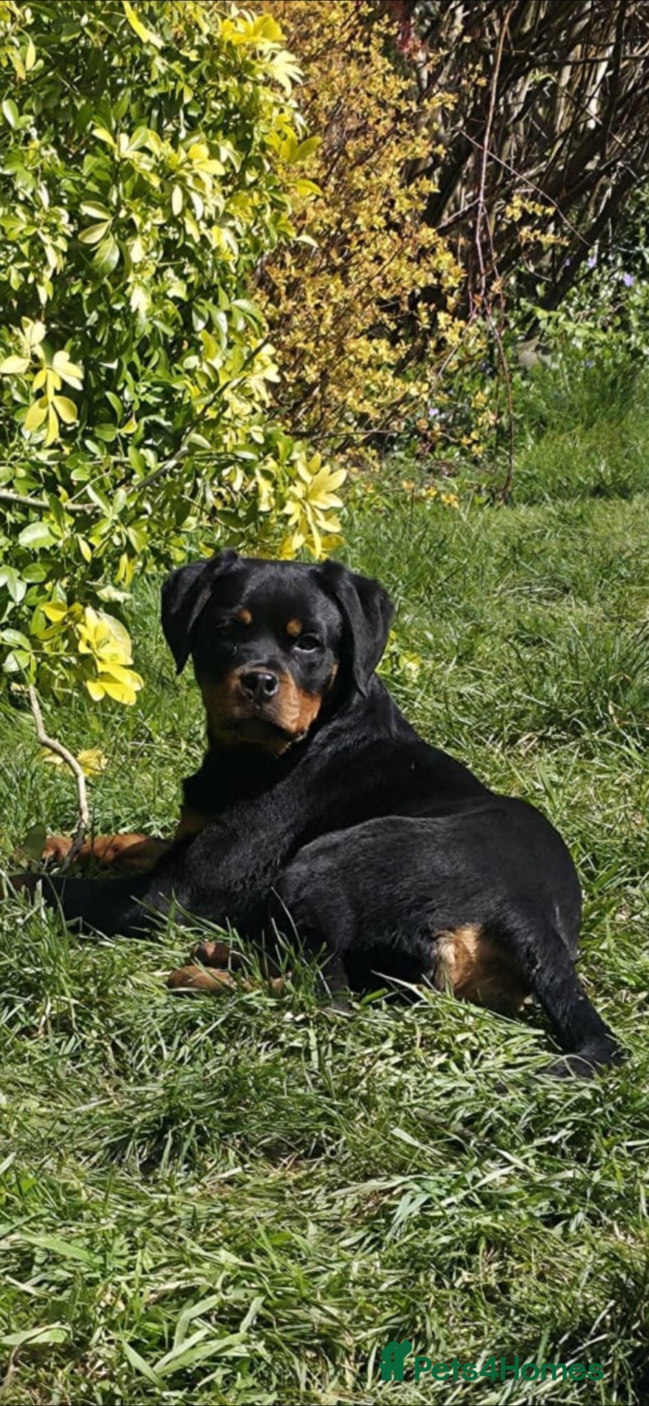 Rottweiler dogs KC ROTTWEILER  - Advert 7