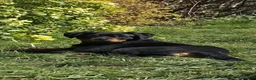 Rottweiler dogs for sale: KC Top ROTTWEILER Puppies , German blood - Advert 9