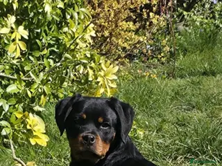 Rottweiler dogs KC ROTTWEILER - Advert 1