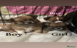 Chihuahua dogs for sale: 5 teacup chihuahua puppies - Image 1