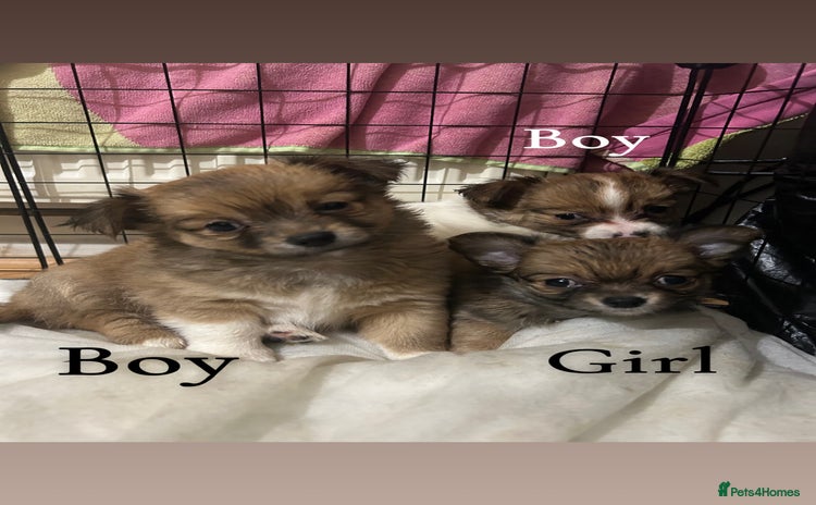 Chihuahua dogs - Advert 4