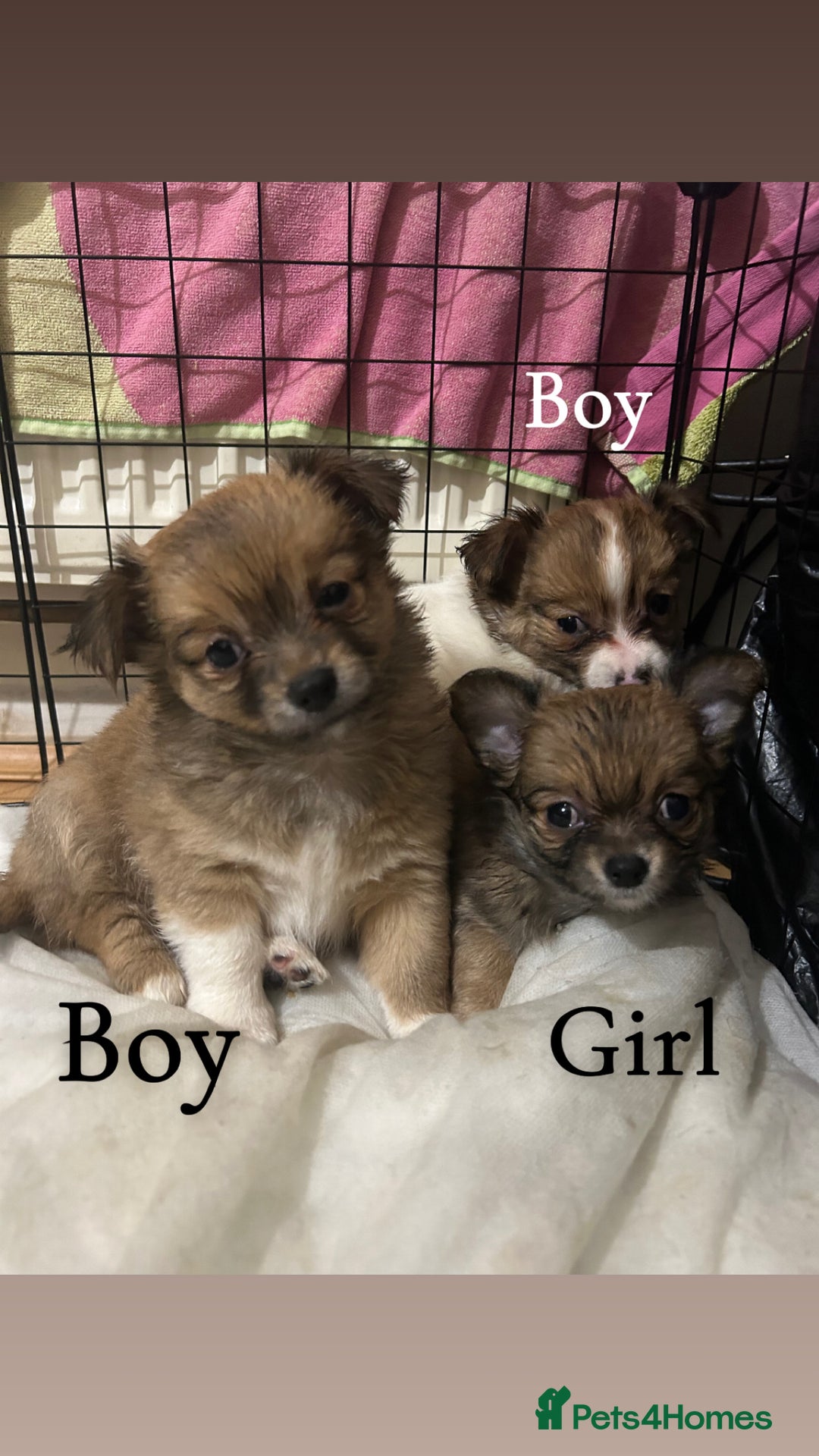 Chihuahua dogs for sale: 5 teacup chihuahua puppies - Image 1